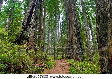 Green Green Woods. View Large Photo Image Stock Image - Green Green Woods.. Fotosearch