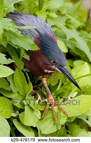 Stock Photo - Green heron (Butorides striatus) hunting at edge of pond. Wakodahatchee Wetland Preserve, Boynton Beach, FL, USA. Fotosearch