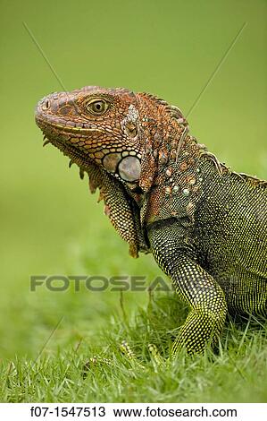 Green Iguana Iguana iguana. Costa Rica, tropical rainforest View Large Photo Image Stock Image - Green Iguana Iguana iguana. Costa Rica, tropical rainforest. Fotosearch