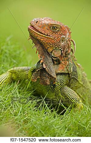 Green Iguana Iguana iguana. Costa Rica, tropical rainforest View Large Photo Image Stock Image - Green Iguana Iguana iguana. Costa Rica, tropical rainforest. Fotosearch
