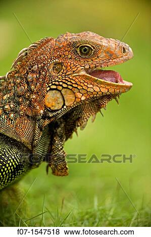 Green Iguana Iguana iguana. Costa Rica, tropical rainforest View Large Photo Image Stock Photo - Green Iguana Iguana iguana. Costa Rica, tropical rainforest. Fotosearch