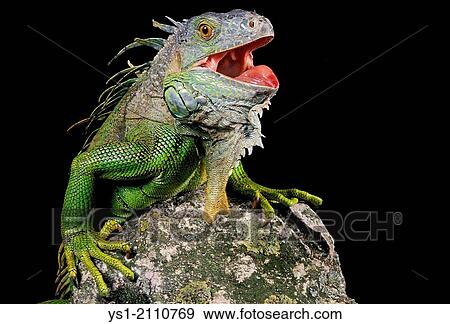 Green Iguana, iguana iguana, Defensive Posture, with Open Mouth. View Large Photo Image Stock Photo - Green Iguana, iguana iguana, Defensive Posture, with Open Mouth.. Fotosearch
