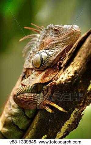 Stock Photography - Green Iguana (Iguana iguana), Singapore Zoological Gardens, Singapore. Fotosearch