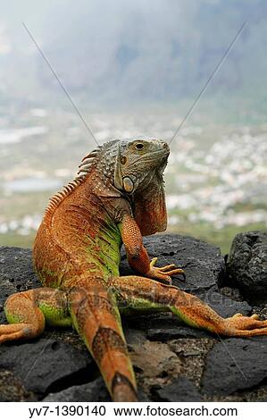 Stock Image - Green Iguana Iguana iguana. Fotosearch
