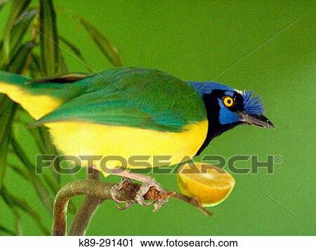 Green Jay (Cyanocorax yncas) View Large Photo Image Stock Image - Green Jay (Cyanocorax yncas). Fotosearch