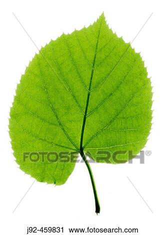Green leaf against white background. View Large Photo Image Stock Image - Green leaf against white background.. Fotosearch