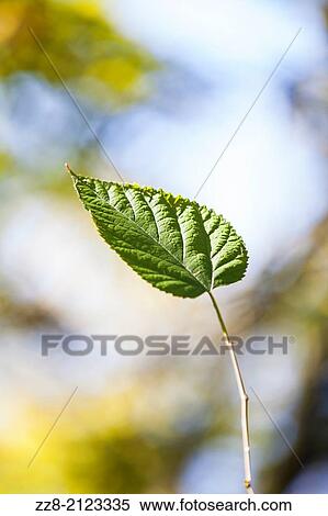 Stock Photography - Green leaf.. Fotosearch