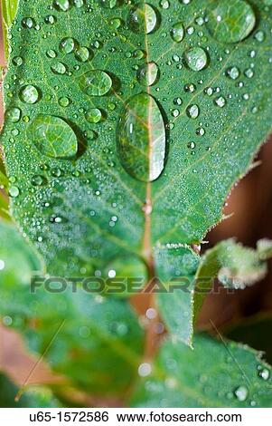 Green leaf with water droplets, Lake Alice, Wyoming, USA View Large Photo Image Stock Photograph - Green leaf with water droplets, Lake Alice, Wyoming, USA. Fotosearch