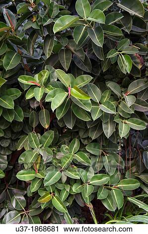 Green leaves. Image taken at Hainan Island, China. View Large Photo Image Stock Image - Green leaves. Image taken at Hainan Island, China.. Fotosearch