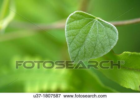 Green leaves. Image taken at Kampung Satau, Singai, Sarawak, Malaysia. View Large Photo Image Stock Photo - Green leaves. Image taken at Kampung Satau, Singai, Sarawak, Malaysia.. Fotosearch