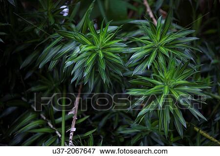 Stock Photo - Green leaves. Image taken at MBKS Botanical Garden, Kuching, Sarawak, Malaysia.. Fotosearch