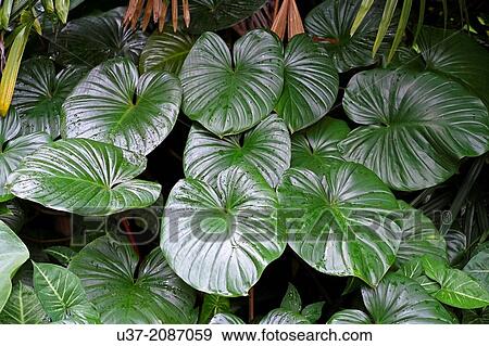 Stock Photo - Green leaves. Image taken at MBKS Botanical Garden, Kuching, Sarawak, Malaysia.. Fotosearch