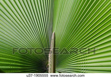 Stock Photography - Green leaves. Image taken at Orchid Garden, Kuching, Sarawak, Malaysia.. Fotosearch