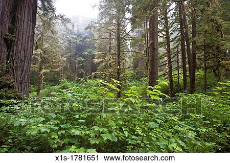Green leaves low to the ground surround Redwood trees in a forest View Large Photo Image Stock Image - Green leaves low to the ground surround Redwood trees in a forest. Fotosearch