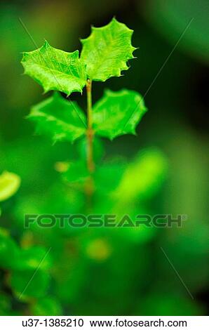 Stock Image - Green leaves. Fotosearch