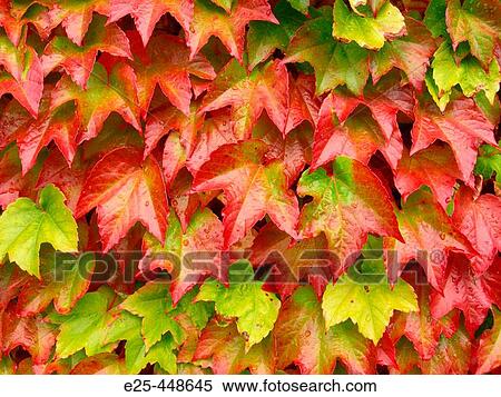 Green Leaves Turning Red In Autumn View Large Photo Image Stock Photography - Green Leaves Turning Red In Autumn. Fotosearch