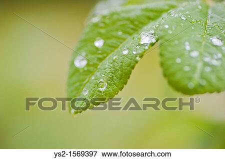 Green leaves with drops of water View Large Photo Image Stock Photo - Green leaves with drops of water. Fotosearch