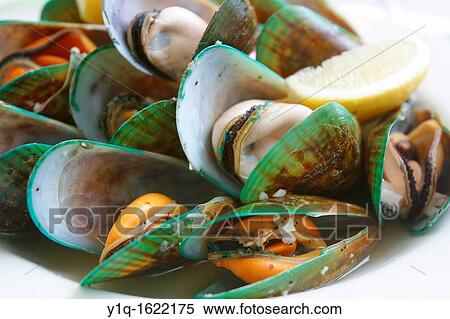 Green lip mussels, New Zealand View Large Photo Image Stock Photography - Green lip mussels, New Zealand. Fotosearch