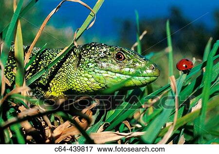 Green lizard (Lacerta viridis). Urdaibai estuary. Vizcaya. Spain View Large Photo Image Stock Photo - Green lizard (Lacerta viridis). Urdaibai estuary. Vizcaya. Spain. Fotosearch