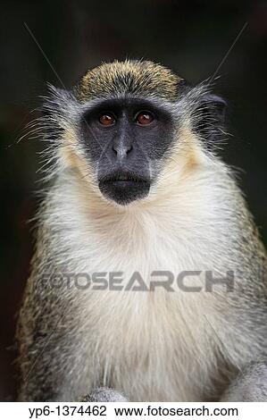 Green Monkey, Chlorocebus sabaeus, portrait, The Gambia View Large Photo Image Stock Image - Green Monkey, Chlorocebus sabaeus, portrait, The Gambia. Fotosearch