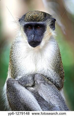 Green Monkey, Chlorocebus sabaeus, portrait, The Gambia View Large Photo Image Stock Photo - Green Monkey, Chlorocebus sabaeus, portrait, The Gambia. Fotosearch