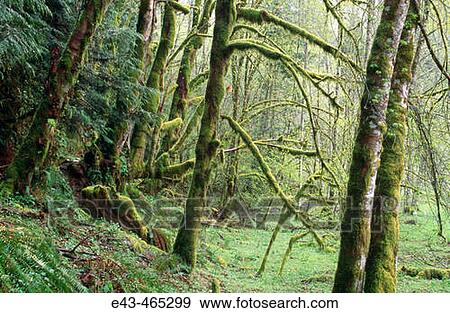Green mossy trees in a forest View Large Photo Image Stock Photo - Green mossy trees in a forest. Fotosearch