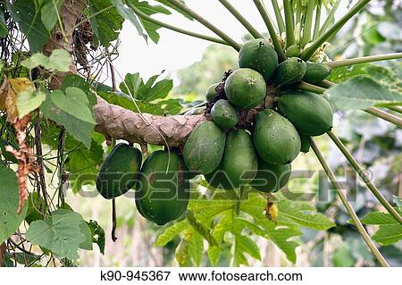 Green papayas on the tree, Vanua Lava, Banks Islands, Vanuatu, Melanesia, South Pacific View Large Photo Image Stock Photo - Green papayas on the tree, Vanua Lava, Banks Islands, Vanuatu, Melanesia, South Pacific. Fotosearch