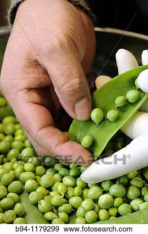 Green peas in the Sant Josep market (aka La Boqueria), Barcelona, Catalonia, Spain. View Large Photo Image Stock Photo - Green peas in the Sant Josep market (aka La Boqueria), Barcelona, Catalonia, Spain.. Fotosearch
