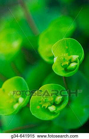 Green, Plant, Seattle, Washington View Large Photo Image Stock Photography - Green, Plant, Seattle, Washington. Fotosearch