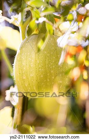 Green pumpkin growing in garden. View Large Photo Image Stock Image - Green pumpkin growing in garden.. Fotosearch