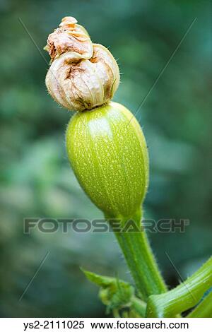 Green pumpkin growing in garden. View Large Photo Image Stock Photography - Green pumpkin growing in garden.. Fotosearch