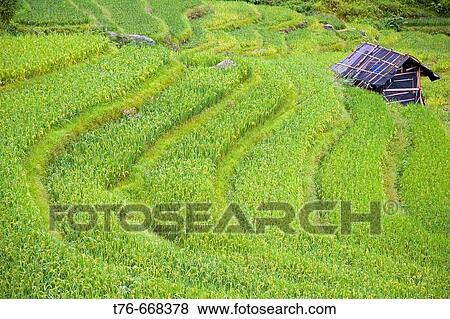 Green rice paddies near Guilin, China View Large Photo Image Stock Photo - Green rice paddies near Guilin, China. Fotosearch