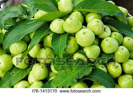 green rose apples in the market on Phu Quoc Island in Vietnam View Large Photo Image Stock Image - green rose apples in the market on Phu Quoc Island in Vietnam. Fotosearch