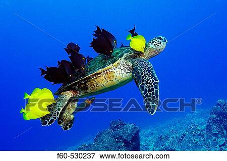 Green sea turtle, Chelonia mydas, gets cleaned by yellow tangs, Zebrasoma flavescens and lined bristletooth, Ctenochaetus striatus, Kailua-Kona, Hawaii, (N. Pacific) View Large Photo Image Stock Photo - Green sea turtle, Chelonia mydas, gets cleaned by yellow tangs, Zebrasoma flavescens and lined bristletooth, Ctenochaetus striatus, Kailua-Kona, Hawaii, (N. Pacific). Fotosearch