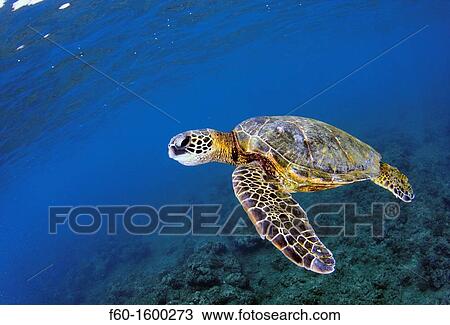 Green sea turtle, Chelonia mydas, Ko? olina, Oahu, Hawaii, North Pacific. View Large Photo Image Stock Image - Green sea turtle, Chelonia mydas, Ko? olina, Oahu, Hawaii, North Pacific.. Fotosearch