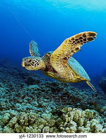 green sea turtle, Chelonia mydas, Kona Coast, Big Island, Hawaii, USA, Pacific Ocean View Large Photo Image Stock Image - green sea turtle, Chelonia mydas, Kona Coast, Big Island, Hawaii, USA, Pacific Ocean. Fotosearch