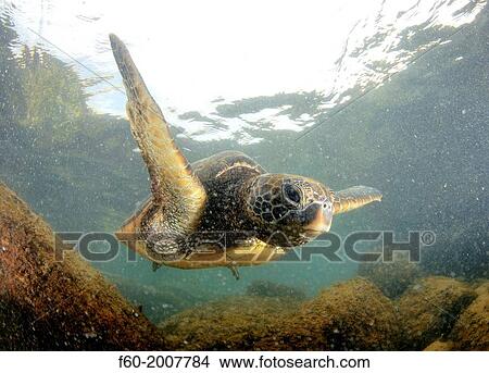 Green sea turtle, Chelonia mydas, North Shore, Oahu, Hawaii, USA. View Large Photo Image Picture - Green sea turtle, Chelonia mydas, North Shore, Oahu, Hawaii, USA.. Fotosearch