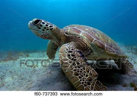 Stock Image - Green sea turtle, Chelonia mydas, Sueste Bay, Fernando de Noronha, Pernambuco, Brazil, Atlantic Ocean. Fotosearch