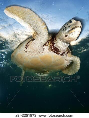 Stock Image - Green sea turtle, Chelonia mydas, swimming to the surface to take a breath in Akumal bay, Mexico.. Fotosearch