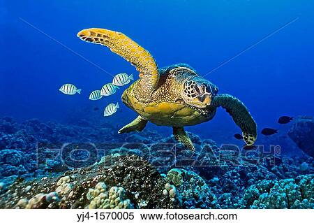 green sea turtle, Chelonia mydas, endangered species, with cleaning reef fish - convict tang, Acanthurus triostegus, and gold-ring surgeonfish, Ctenochaetus strigosus, Kona Coast, Big Island, Hawaii, USA, Pacific Ocean View Large Photo Image Stock Photography - green sea turtle, Chelonia mydas, endangered species, with cleaning reef fish - convict tang, Acanthurus triostegus, and gold-ring surgeonfish, Ctenochaetus strigosus, Kona Coast, Big Island, Hawaii, USA, Pacific Ocean. Fotosearch