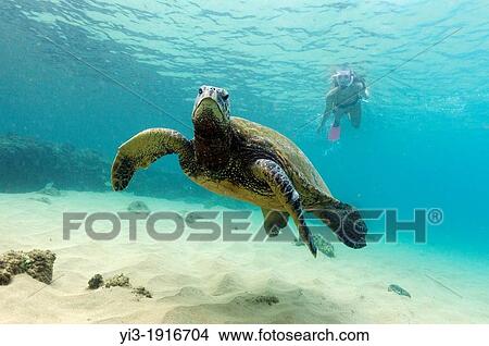 Green sea turtle swim a female snorkeler behind at Napili Bay, Maui, Hawaii View Large Photo Image Picture - Green sea turtle swim a female snorkeler behind at Napili Bay, Maui, Hawaii. Fotosearch