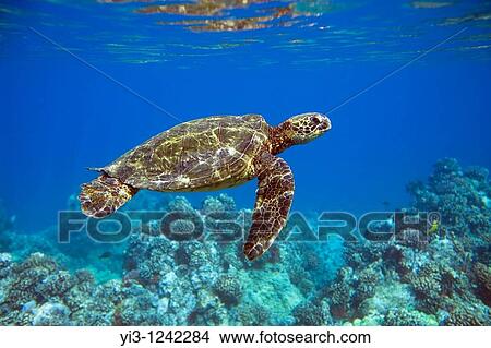 Green sea turtle with sun rays, off Maui, Hawaii View Large Photo Image Picture - Green sea turtle with sun rays, off Maui, Hawaii. Fotosearch