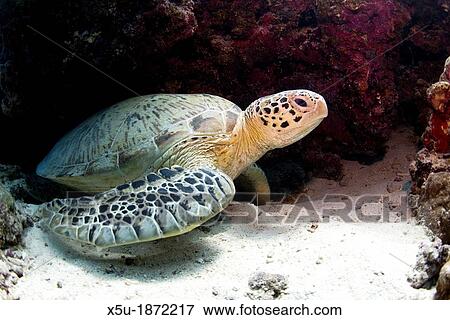 Green sea turtles - Chelonia mydas are very common around Pom Pom Island The islands of the Celebes Sea are important nesting grounds for these marine turtles View Large Photo Image Stock Photo - Green sea turtles - Chelonia mydas are very common around Pom Pom Island The islands of the Celebes Sea are important nesting grounds for these marine turtles. Fotosearch