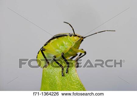 Stock Photograph - Green shield bug Nezara viridula Introduced insect Northland, NewZealand. Fotosearch