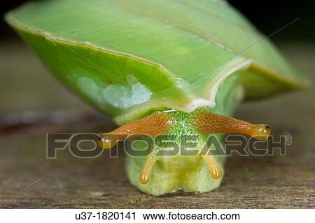 Green snail. Image taken at Kampung Skudup, Sarawak, Malaysia. View Large Photo Image Stock Image - Green snail. Image taken at Kampung Skudup, Sarawak, Malaysia.. Fotosearch