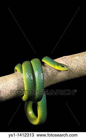 GREEN SNAKE opheodrys major COILED ON BRANCH AGAINST BLACK BACKGROUND View Large Photo Image Stock Image - GREEN SNAKE opheodrys major COILED ON BRANCH AGAINST BLACK BACKGROUND. Fotosearch