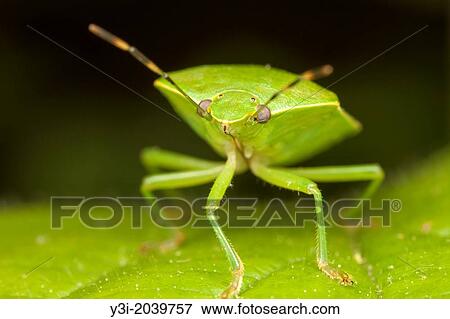 Green Stink Bug (Chinavia hilaris), West Harrison, Westchester County, New York. View Large Photo Image Stock Photo - Green Stink Bug (Chinavia hilaris), West Harrison, Westchester County, New York.. Fotosearch