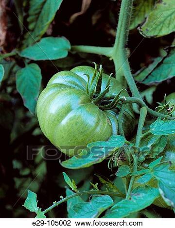 Green tomato View Large Photo Image Stock Image - Green tomato. Fotosearch