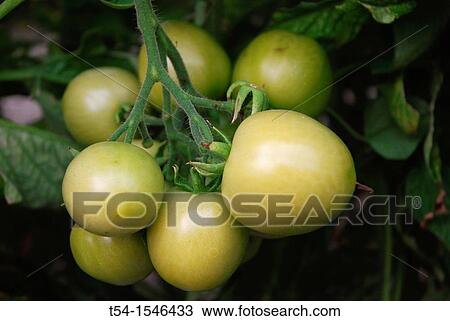 Green tomatoes on a tomato bush View Large Photo Image Stock Image - Green tomatoes on a tomato bush. Fotosearch