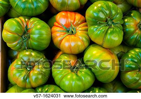 Green tomatoes View Large Photo Image Stock Image - Green tomatoes. Fotosearch